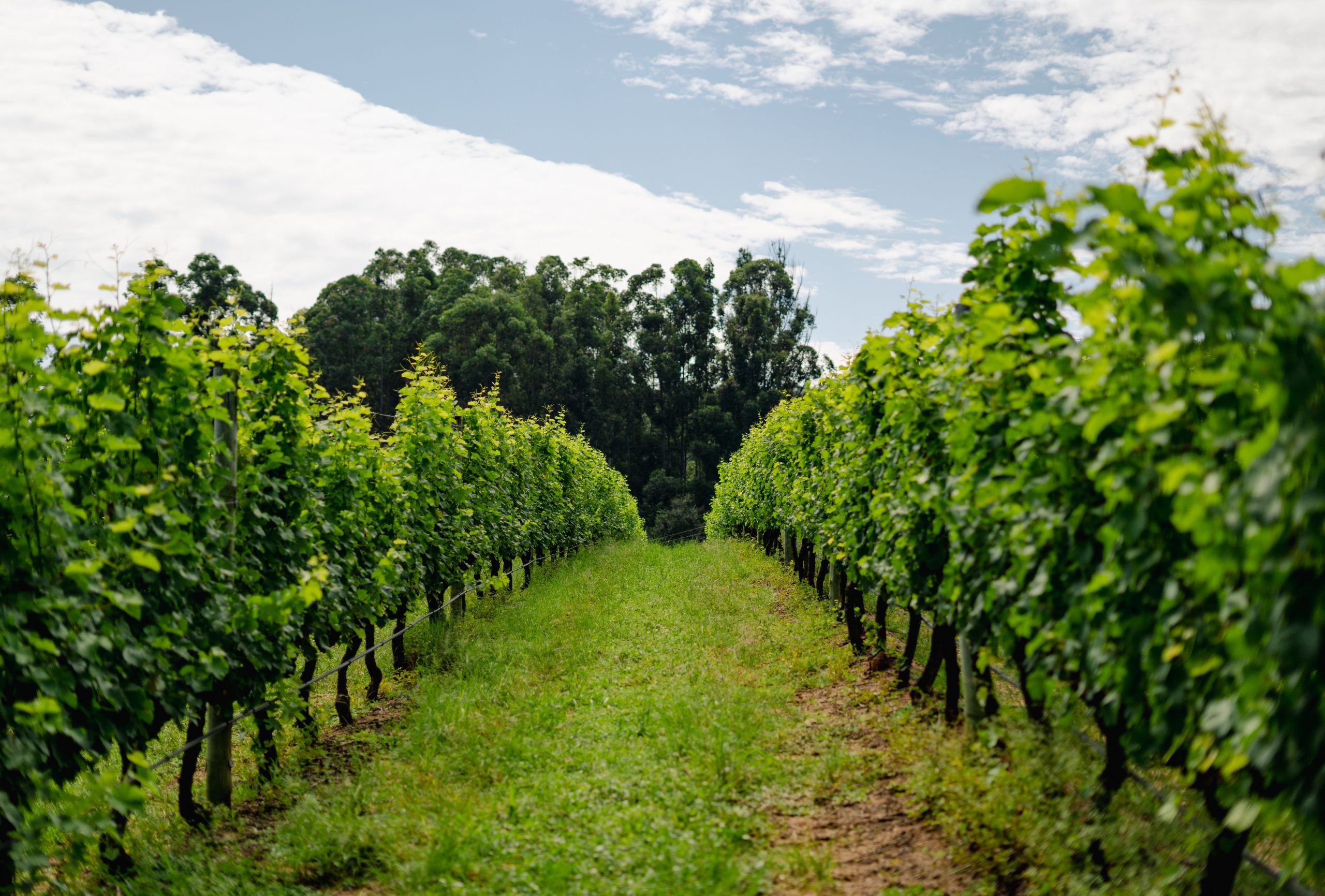 Afinal de contas, o que é Terroir?